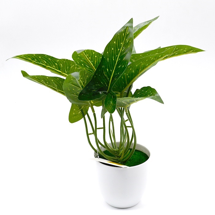 Plant from MMCIS GROUP